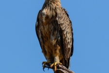 ptiči/birds