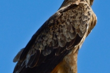 ptiči/birds