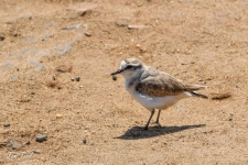 ptiči/birds