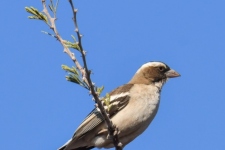 ptiči/birds