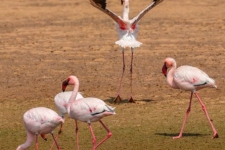 ptiči/birds