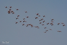 ptiči/birds