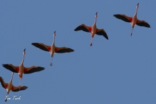 ptiči/birds