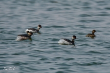 ptiči/birds