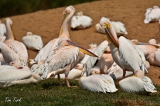 ptiči/birds