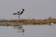 ptiči/birds