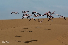 ptiči/birds