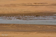 ptiči/birds