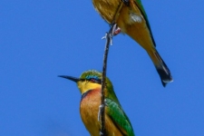 ptiči/birds