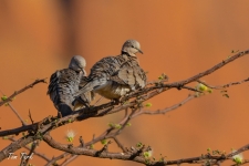 ptiči/birds