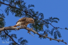 ptiči/birds