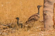 ptiči/birds