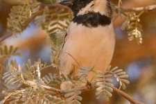 ptiči/birds