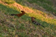 ptiči/birds