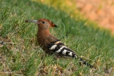 ptiči/birds