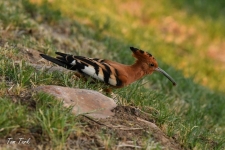 ptiči/birds