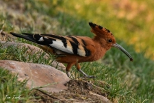 ptiči/birds