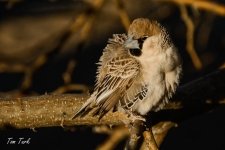 ptiči/birds