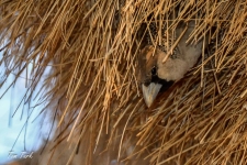 ptiči/birds