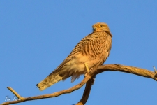 ptiči/birds