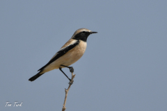 oman-157-of-378
