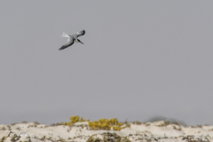 oman-175-of-378