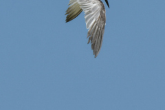 oman-179-of-378