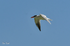 oman-188-of-378