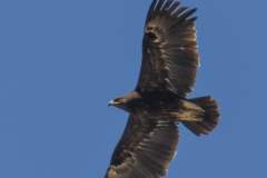 oman-334-of-378