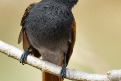 oman-348-of-378