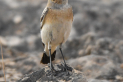 oman-367-of-378