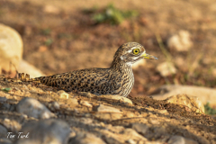 oman-370-of-378