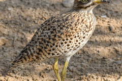 oman-373-of-378