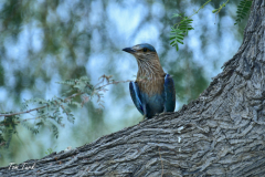 oman-428-of-252