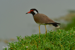 oman-439-of-252