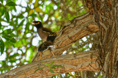 oman-629-of-252