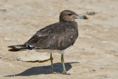 oman-89-of-378