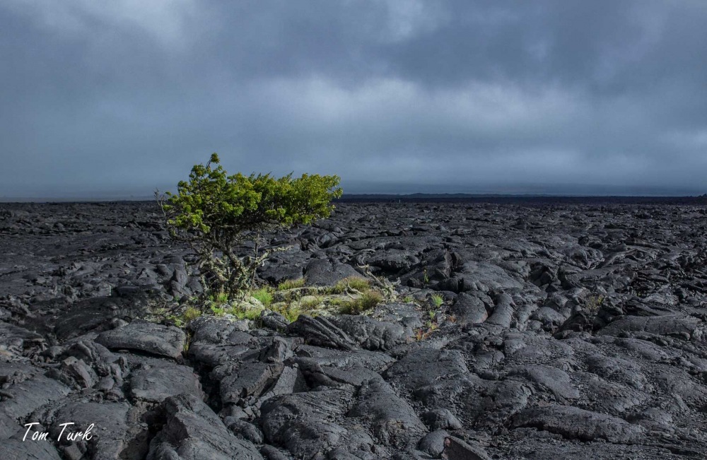 Hawai-10
