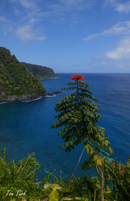 Hawai-50