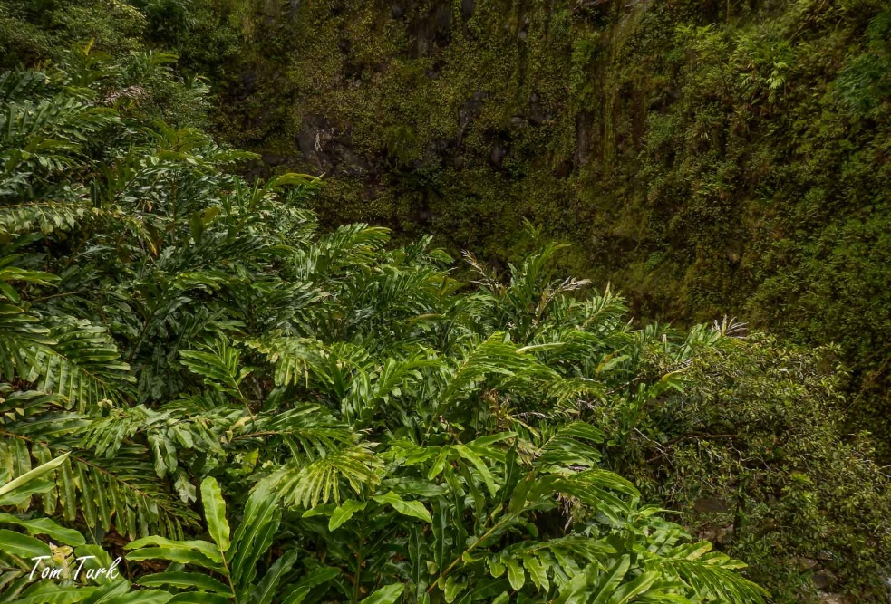 Hawai-53