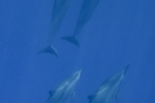 UW-129
