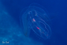 UW-147