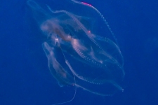 UW-148