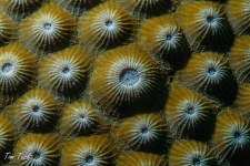 UW-151